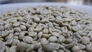 GREEN COFFEE Colombia Supremo