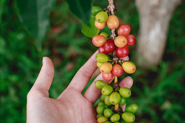Organic Coffee