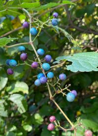 Decaffeinated Blueberry Nut Coffee