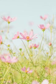 Spring Delight