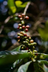 Costa Rica, Tarrazu, Coffee