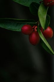Cherry Vanilla Coffee