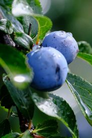 Decaffeinated Vanilla Blueberry
