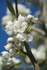 Decaffeinated Spring Delight